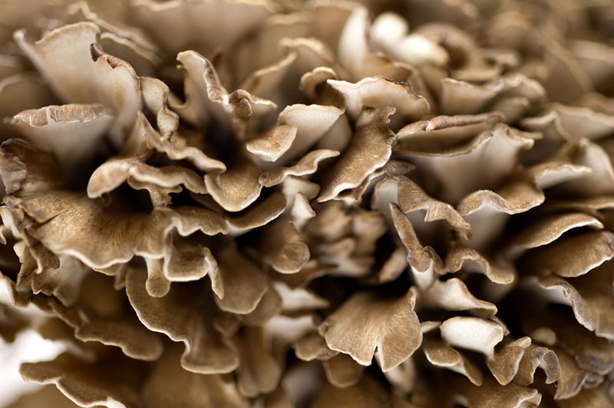 Maitake Mushroom