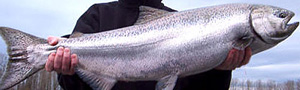 Columbia River Salmon