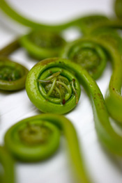 Fiddlehead Ferns