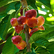 BUY FRESH CHERRIES