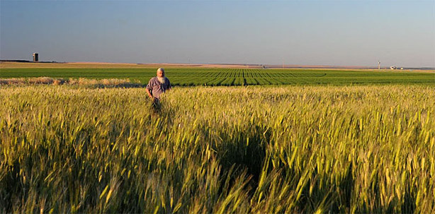 Einkorn