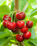 BUY SWEETHEART CHERRIES